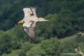 percnoptere-g91_0592