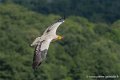 percnoptere-g91_0603