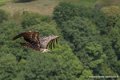 vautour-g91_0678