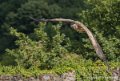 vautour-g91_0697