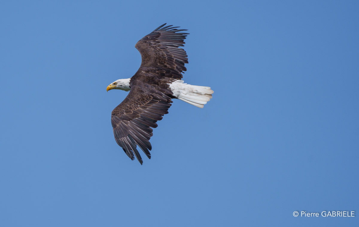 pygargue-a74_06315.jpg