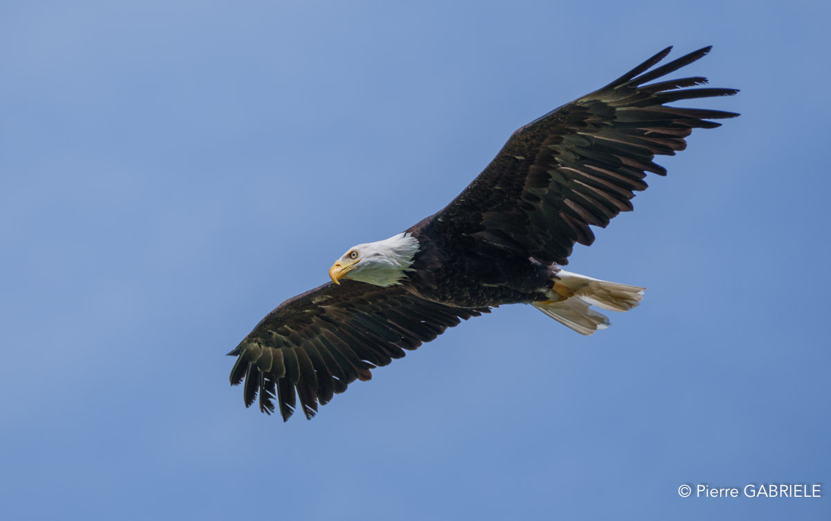 pygargue-a74_06320.jpg