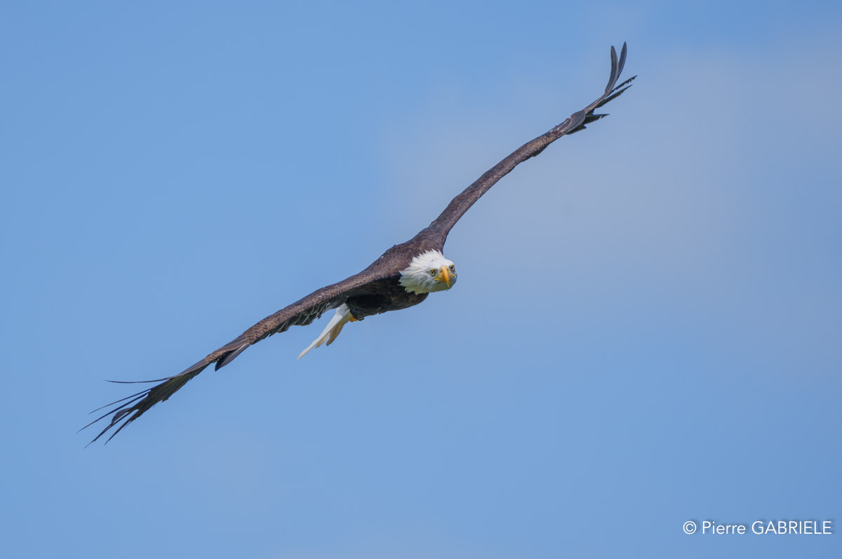 pygargue-a74_06346.jpg