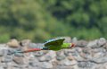 ara-a74_06487