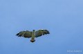 buse-a74_06420
