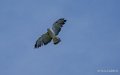 buse-a74_06421