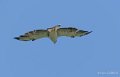 buse-a74_06423