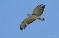 buse-a74_06431