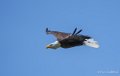 pygargue-a74_06335