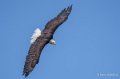 pygargue-a74_06347