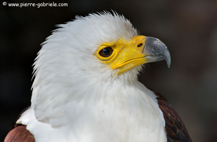 pygargue_3170.jpg