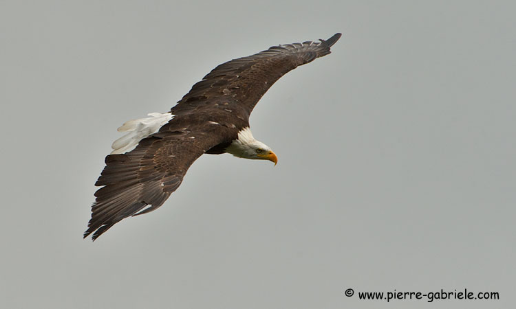 pygargue_3180.jpg