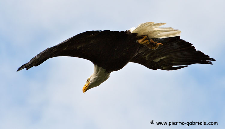 pygargue_3196.jpg