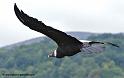 condor_3317