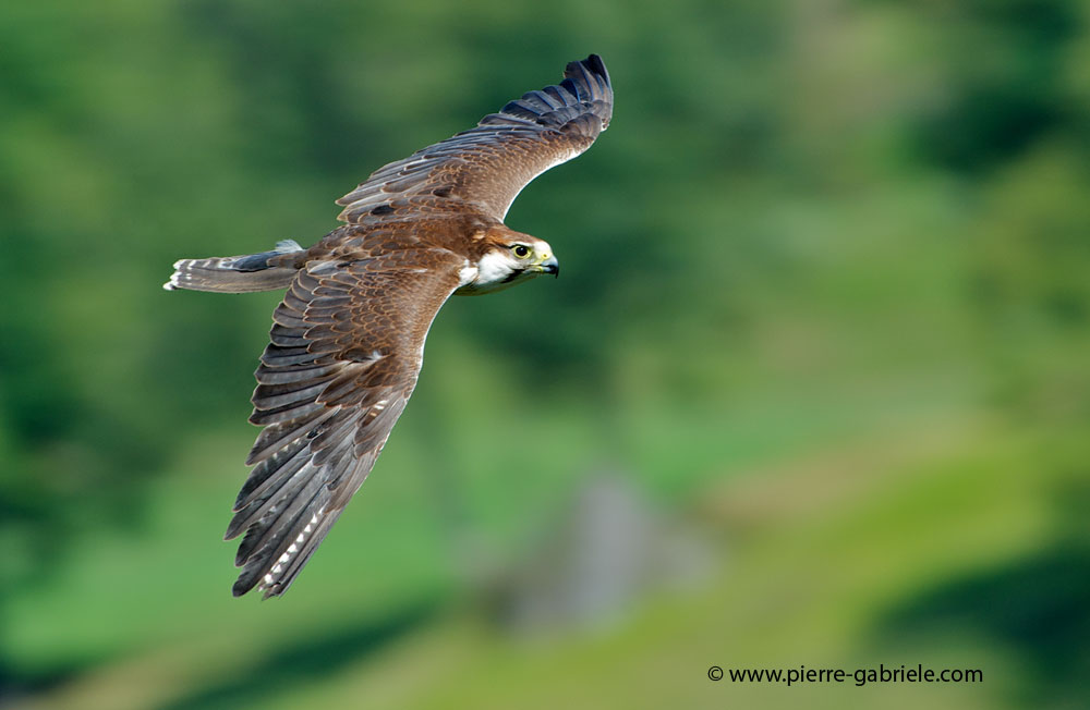 faucon_0336.jpg