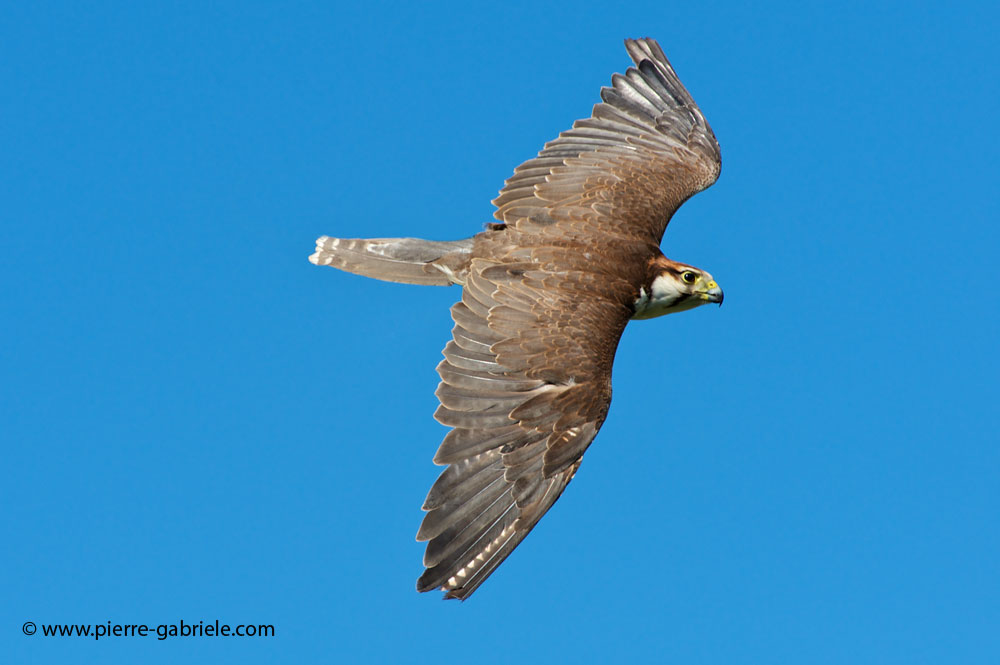 faucon_0348.jpg