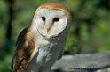 effraie_0444
