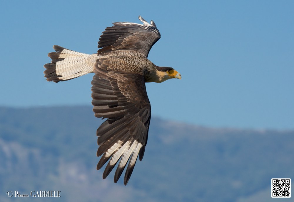 caracara_8547.jpg
