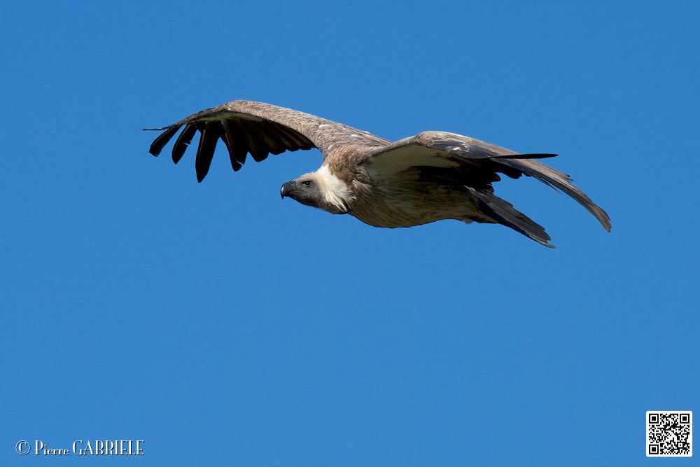 vautour_8618.jpg