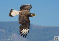 caracara_8547