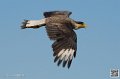 caracara_8548