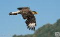 caracara_8549