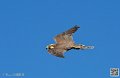 faucon_8429