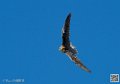 faucon_8435