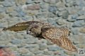 grand-duc_8594
