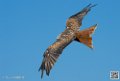 milan_8538