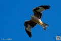 milan_8563