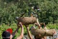 perruche_8631