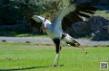 serpentaire_8517