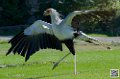 serpentaire_8518