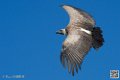 vautour_8613