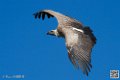 vautour_8614