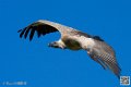 vautour_8615