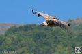 vautour_8617