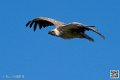 vautour_8618