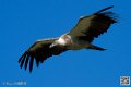 vautour_8620