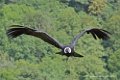 condor_2860