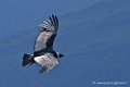 condor_2861