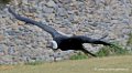 condor_2882
