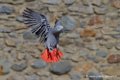 gris-du-gabon_2889