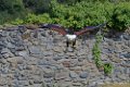 pygargue_2679