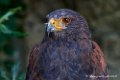buse-de-harris_2668