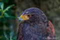 buse-de-harris_2669