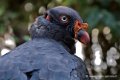 vautour-pape_2670