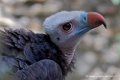 vautour-tete-blanche_2672