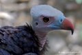vautour-tete-blanche_2673